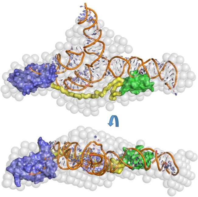 PMC5393179 – GONZALEZRNA060343F10