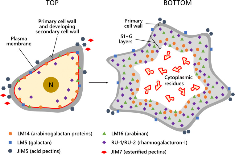 PMC8752570 – Fig10