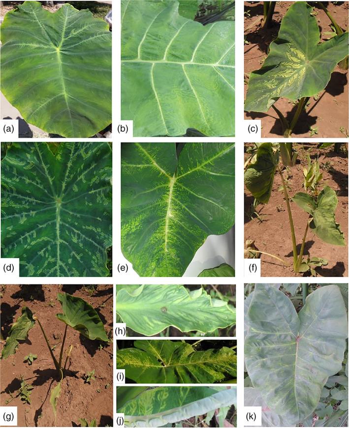 PMC9293211 – aab12725-fig-0002