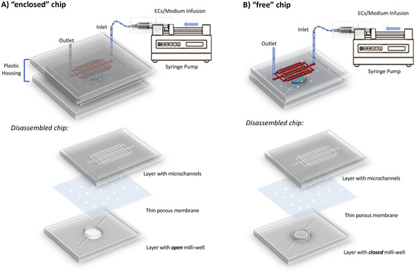 PMC12147984 – adhm202401804-fig-0001