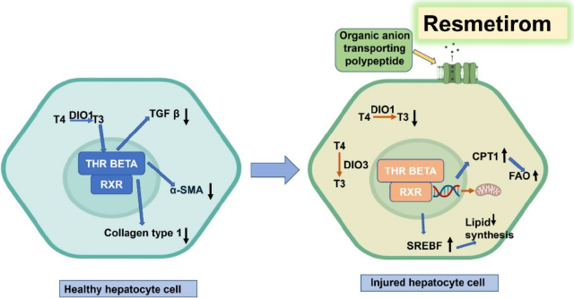 PMC12335298 – fig002