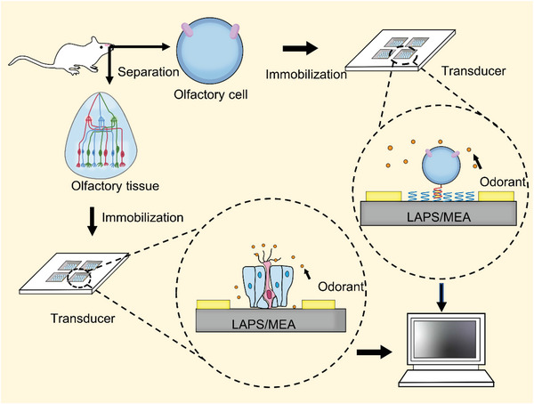 PMC9929144 – advs4928-fig-0006