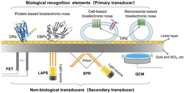 PMC9929144 – advs4928-fig-0002