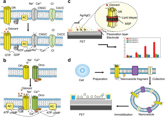 PMC9929144 – advs4928-fig-0004