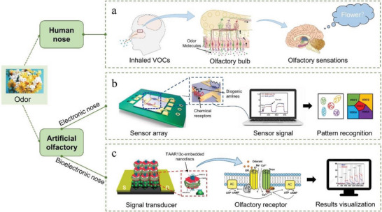 PMC9929144 – advs4928-fig-0001