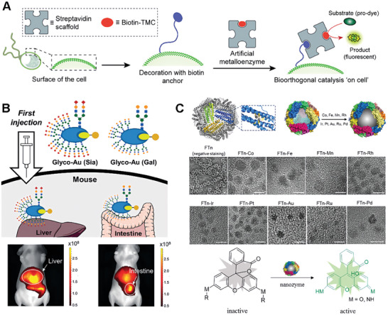 PMC11884534 – advs10985-fig-0014