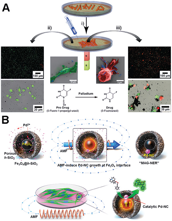 PMC11884534 – advs10985-fig-0013