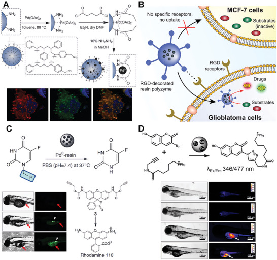PMC11884534 – advs10985-fig-0006