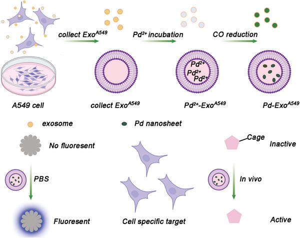 PMC11884534 – advs10985-fig-0016
