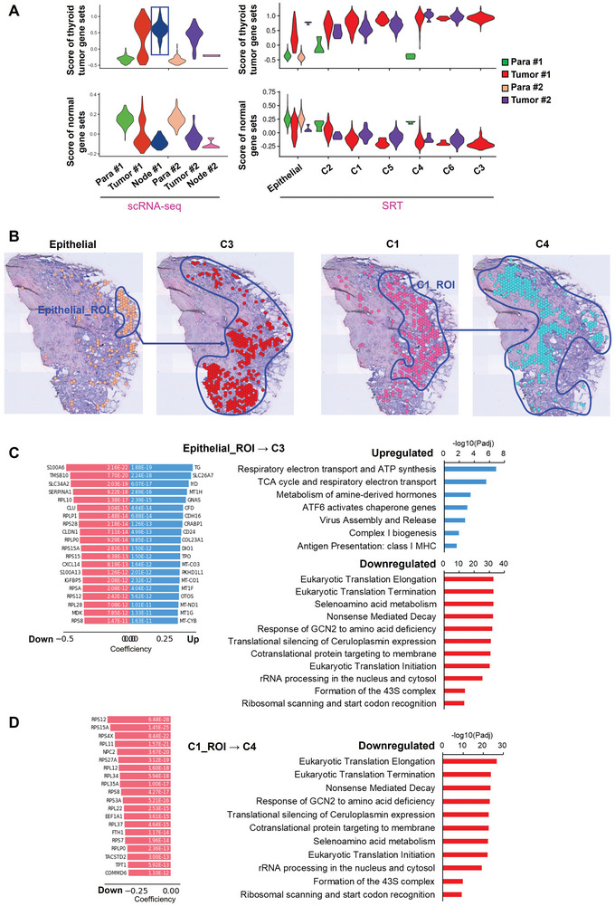 PMC11727256 – advs10076-fig-0002