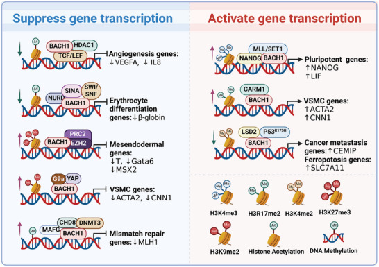 PMC11905017 – advs10868-fig-0002