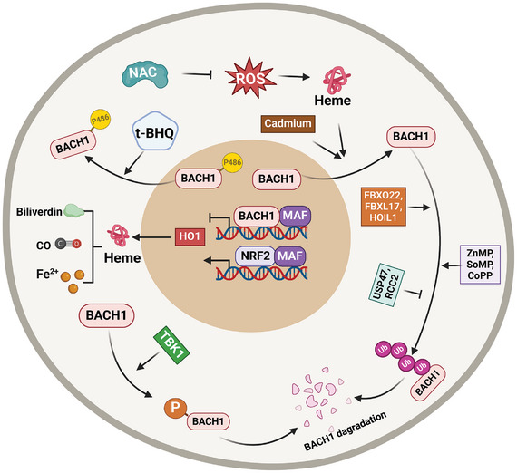 PMC11905017 – advs10868-fig-0003