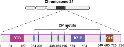 PMC11905017 – advs10868-fig-0001