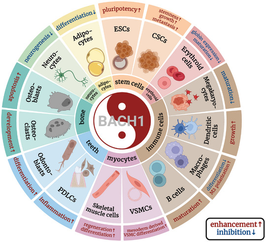 PMC11905017 – advs10868-fig-0008