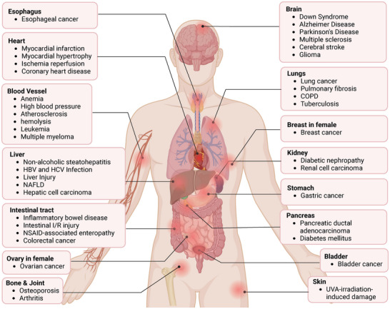 PMC11905017 – advs10868-fig-0010