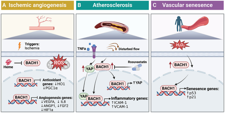 PMC11905017 – advs10868-fig-0005