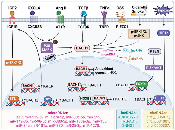 PMC11905017 – advs10868-fig-0004