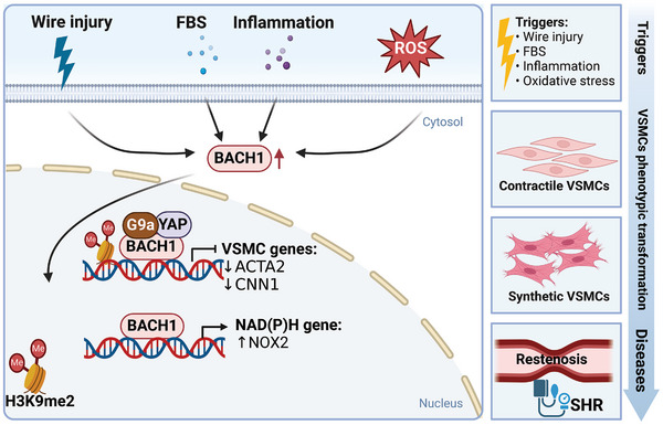 PMC11905017 – advs10868-fig-0006