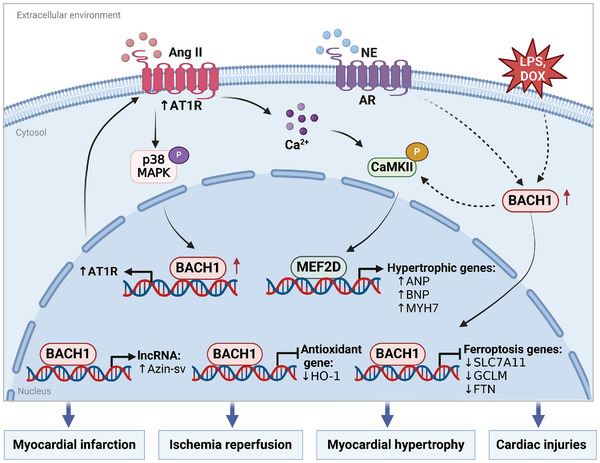 PMC11905017 – advs10868-fig-0007