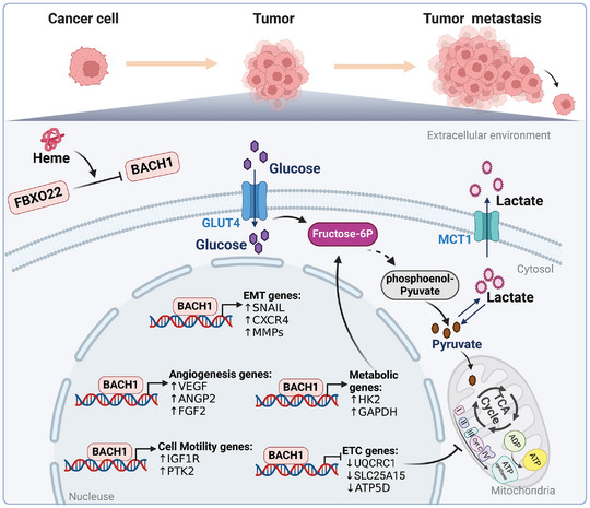 PMC11905017 – advs10868-fig-0009
