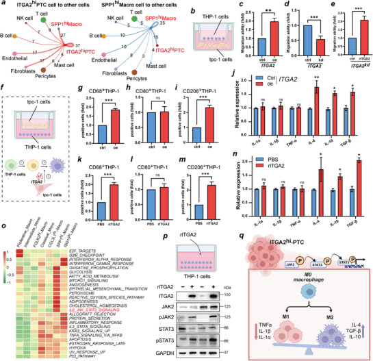 PMC12677704 – advs71889-fig-0006