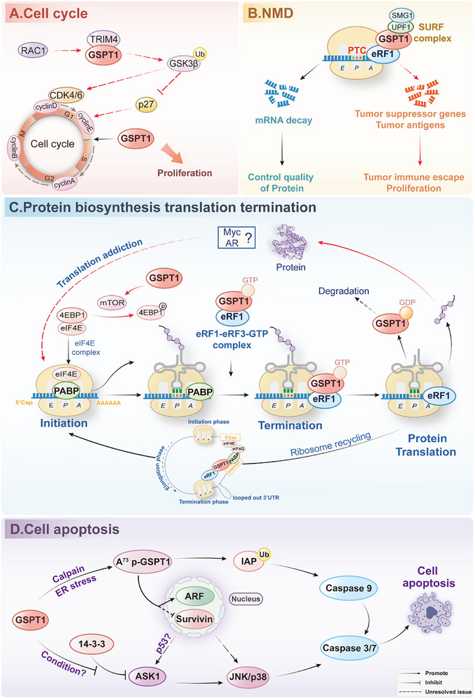PMC12713026 – advs72646-fig-0004