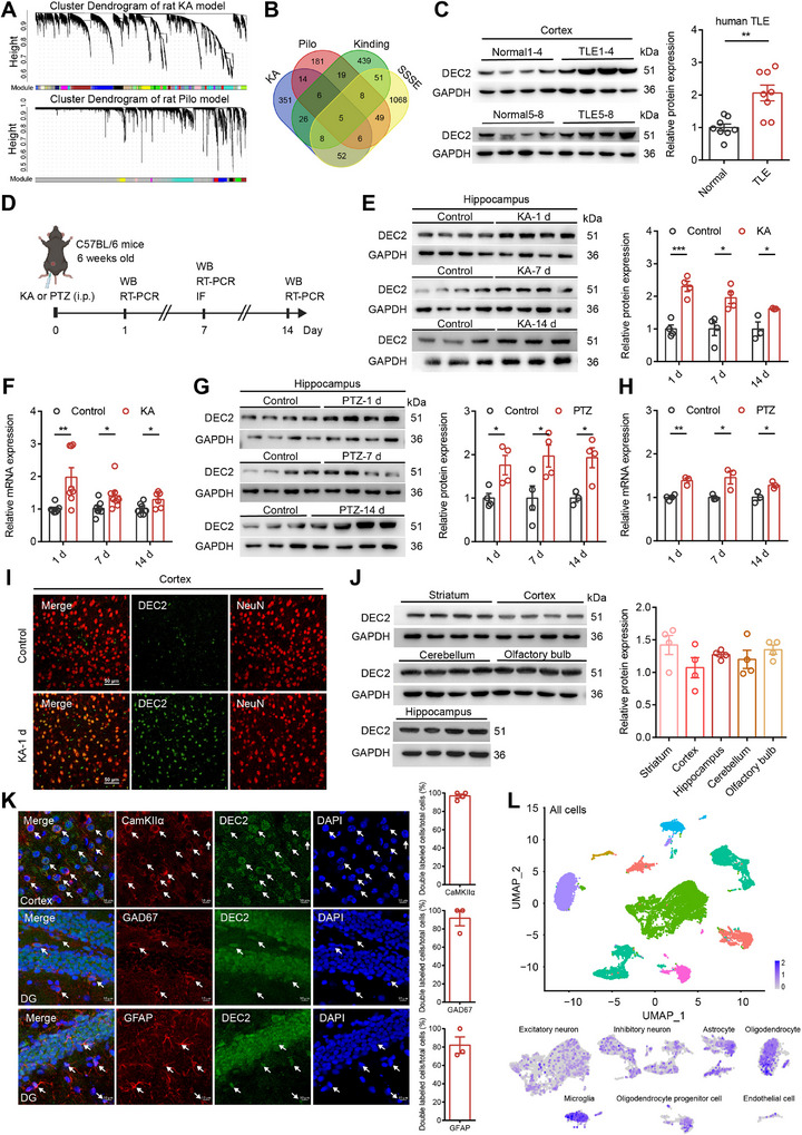 PMC12462991 – advs70687-fig-0001