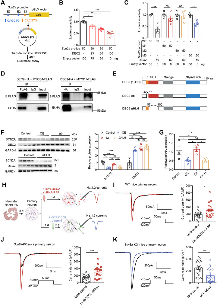 PMC12462991 – advs70687-fig-0005