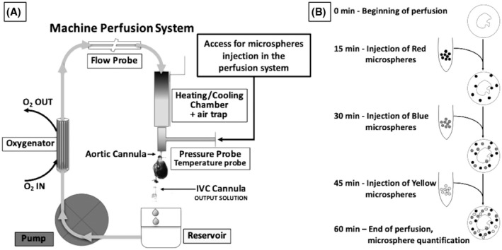 PMC9307000 – aor14208-fig-0002