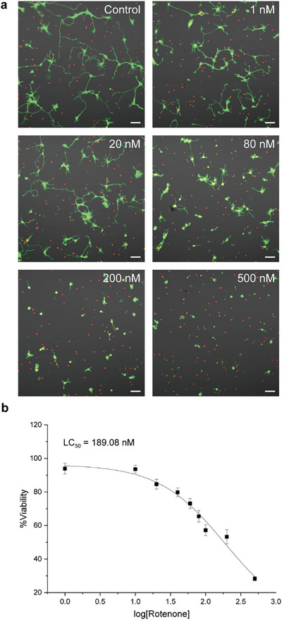 PMC12711387 – asia70441-fig-0001