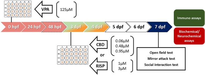 PMC12729503 – aur70151-fig-0002