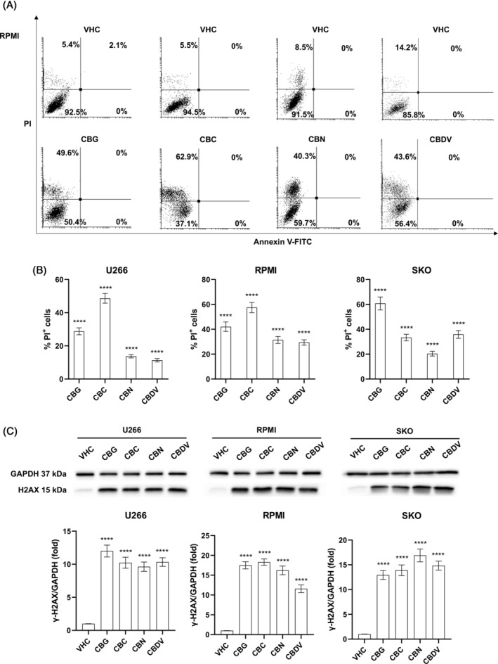 PMC11627469 – biof2078-fig-0002