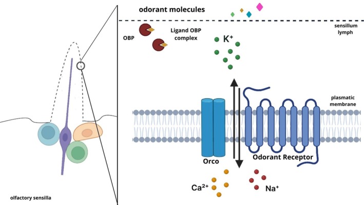 PMC12817020 – biof70066-fig-0002