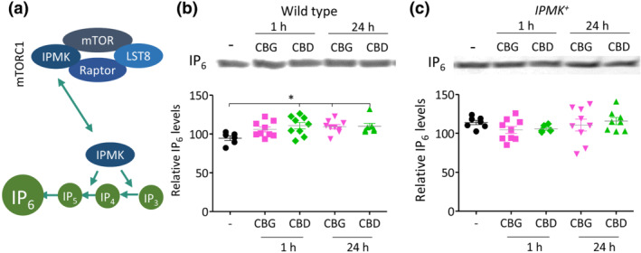 PMC9328663 – bph15351-fig-0005