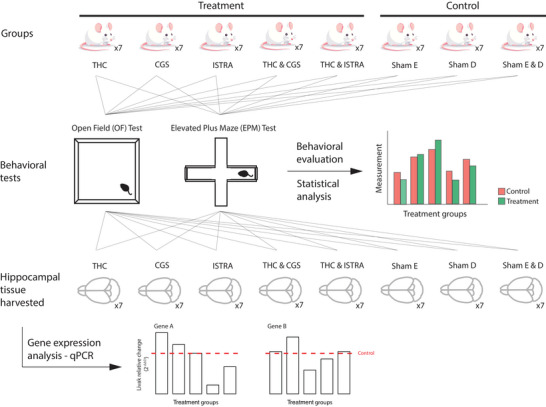PMC12848372 – brb371126-fig-0001