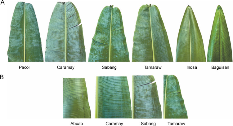 PMC11748220 – f0011