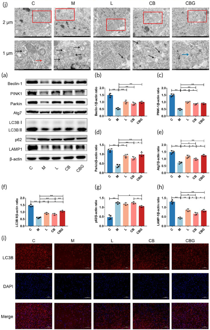 PMC10189449 – btm210505-fig-0005