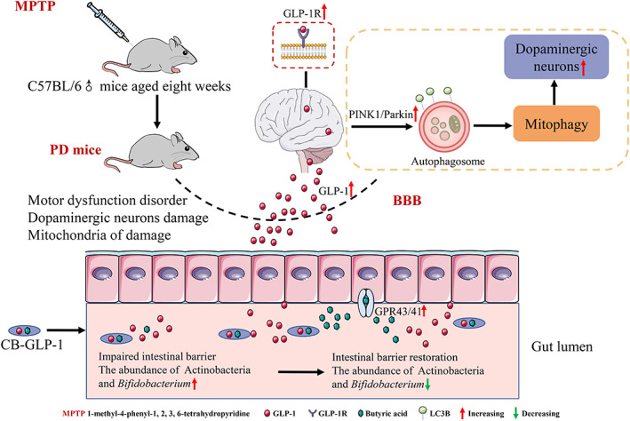 PMC10189449 – btm210505-fig-0009