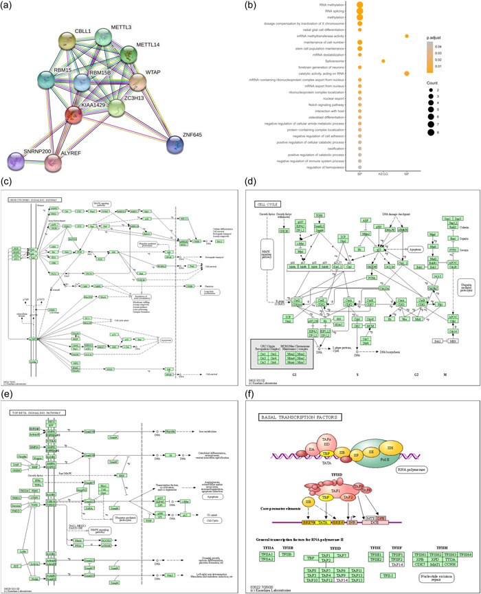 PMC10686173 – cai240-fig-0005