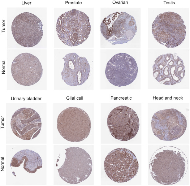 PMC10242316 – cam45320-fig-0002