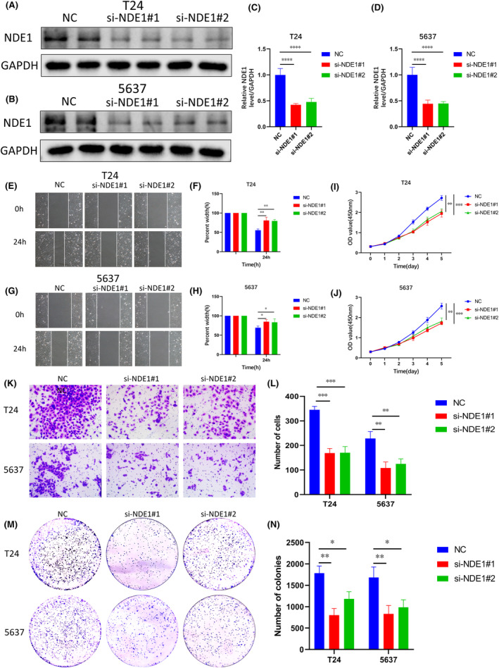 PMC10926885 – cam46931-fig-0010