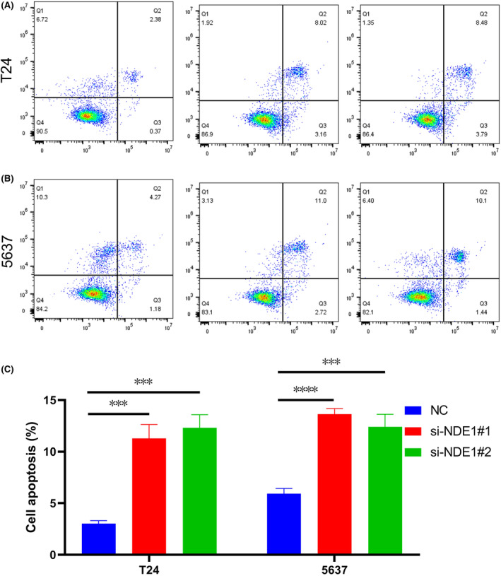 PMC10926885 – cam46931-fig-0011