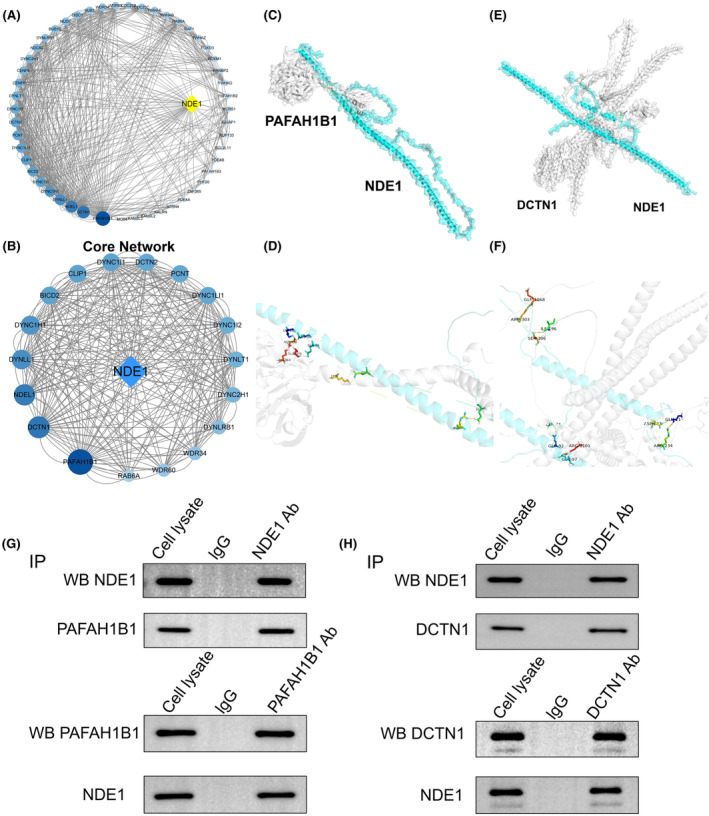 PMC10926885 – cam46931-fig-0004