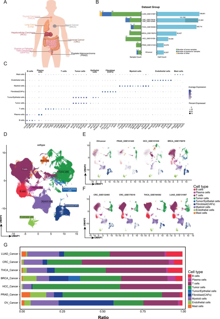 PMC11551789 – cam470373-fig-0001