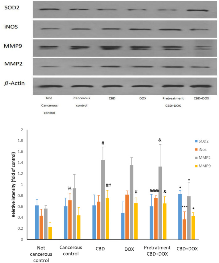 PMC11538943 – cam470395-fig-0007