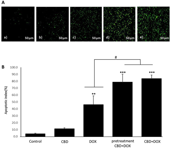 PMC11538943 – cam470395-fig-0004