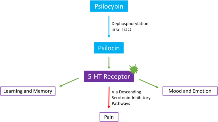 PMC11886891 – cam470586-fig-0001
