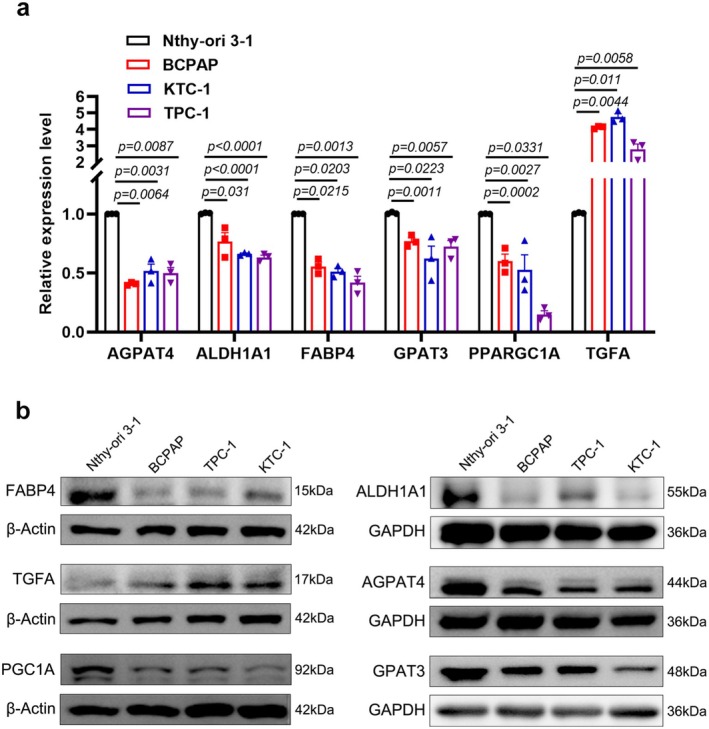 PMC11928767 – cam470819-fig-0007