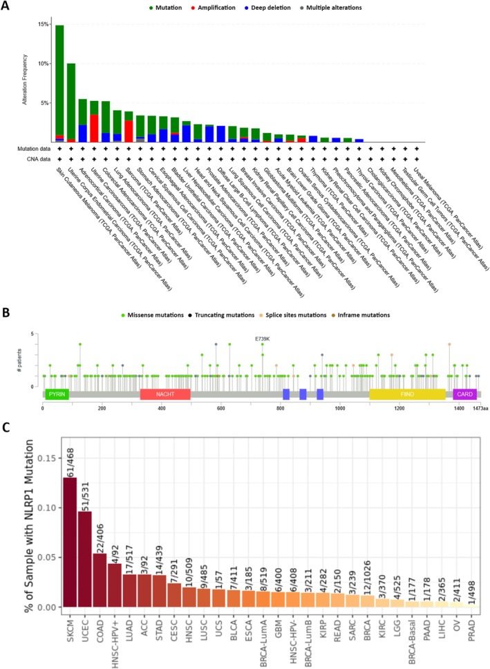 PMC12001265 – cam470836-fig-0008