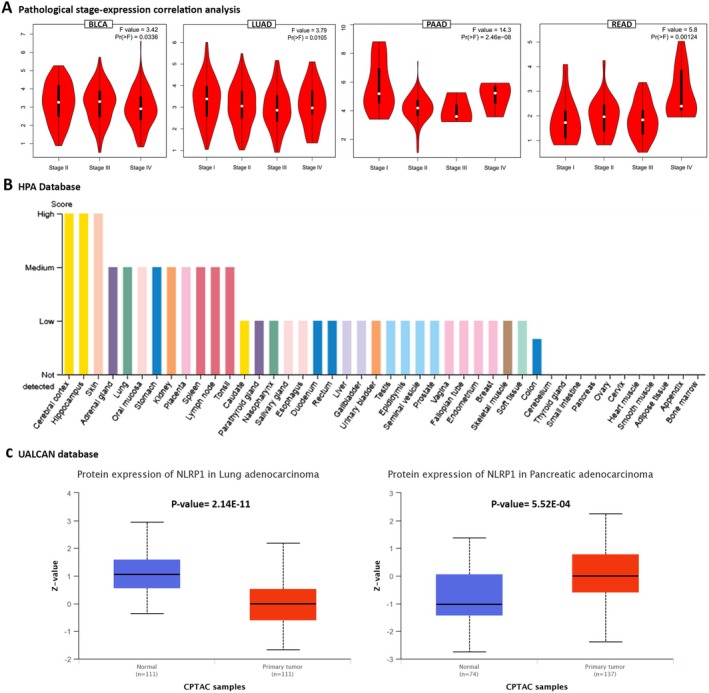 PMC12001265 – cam470836-fig-0003